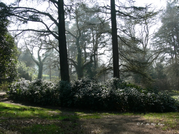 Bois des Moutiers (93) mars 2012